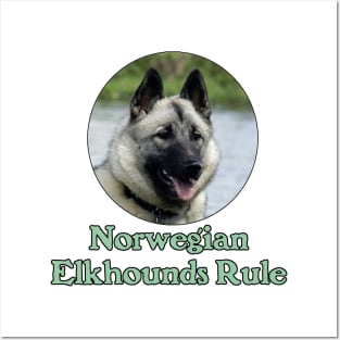 Norwegian Elkhounds Rule Posters and Art